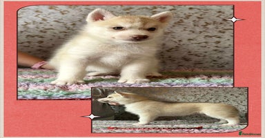 Siberian Husky dogs - Advert 5