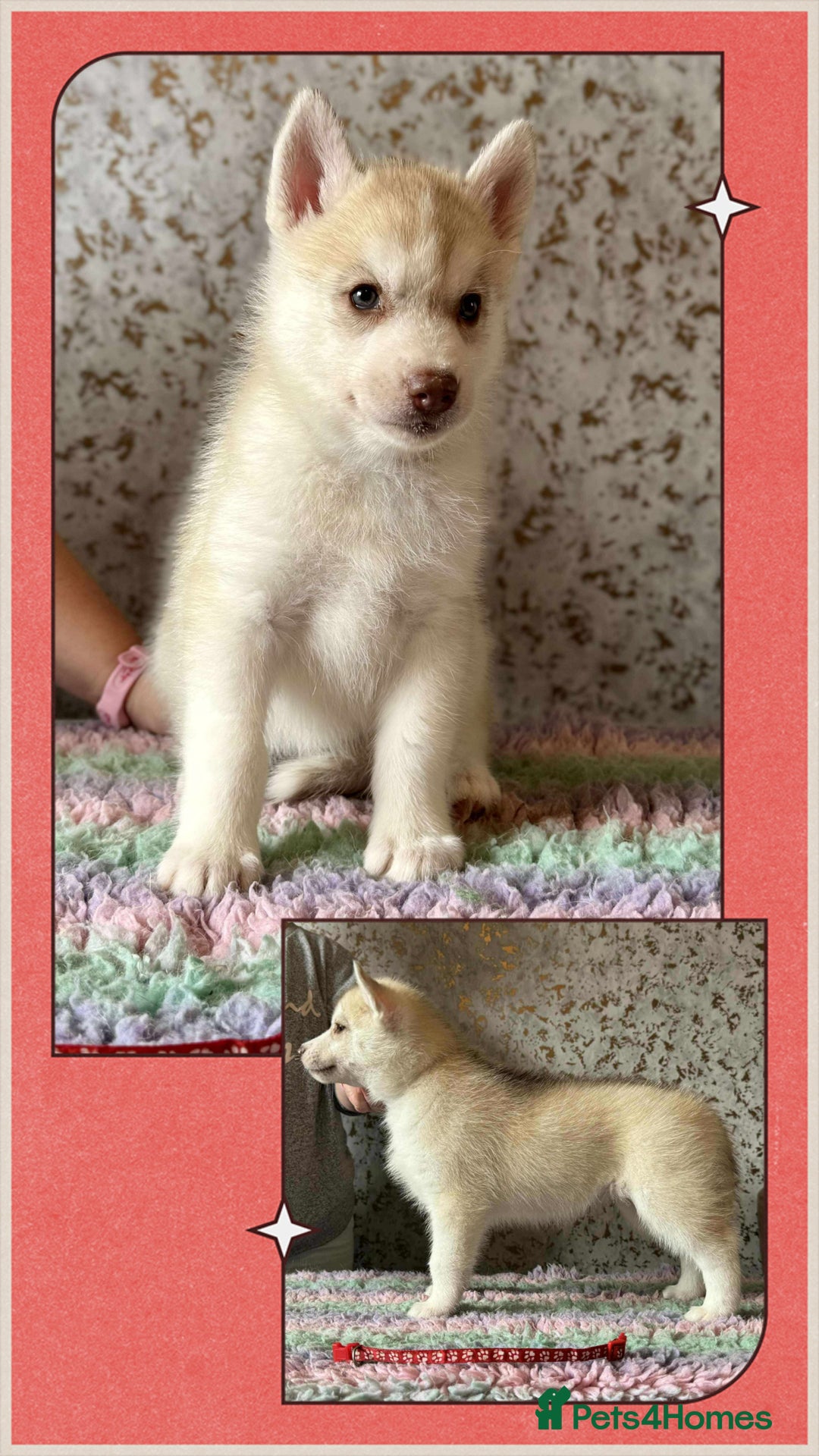 Siberian Husky dogs for sale: Beautiful KC registered Siberian puppies  - Image 13
