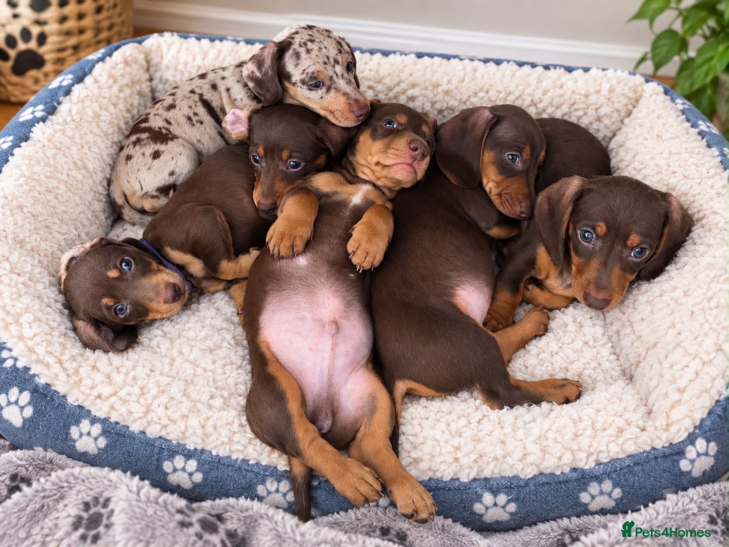 Miniature Dachshund dogs Beautiful Min Dachshund pups ⭐️READY NOW!⭐️ - Advert 4
