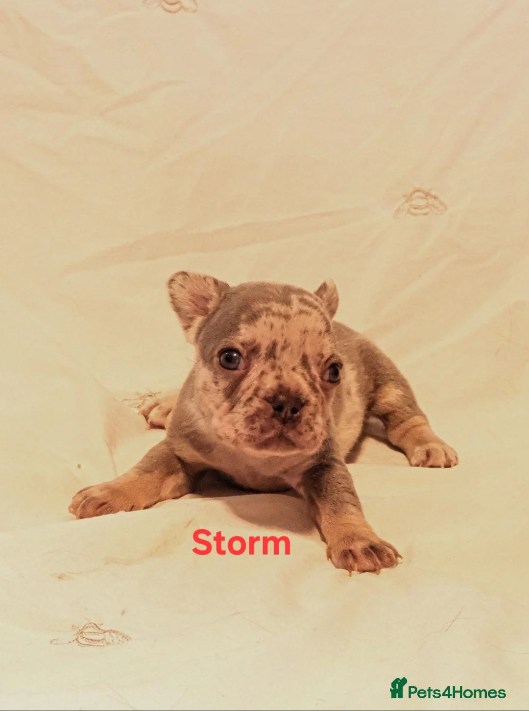 French Bulldog dogs for sale: Gorgeous French Bulldog puppies. in Filey - Advert 12