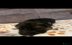 German Shepherd dogs for sale: Kc-registered German shepards puppies for sale - Image 7