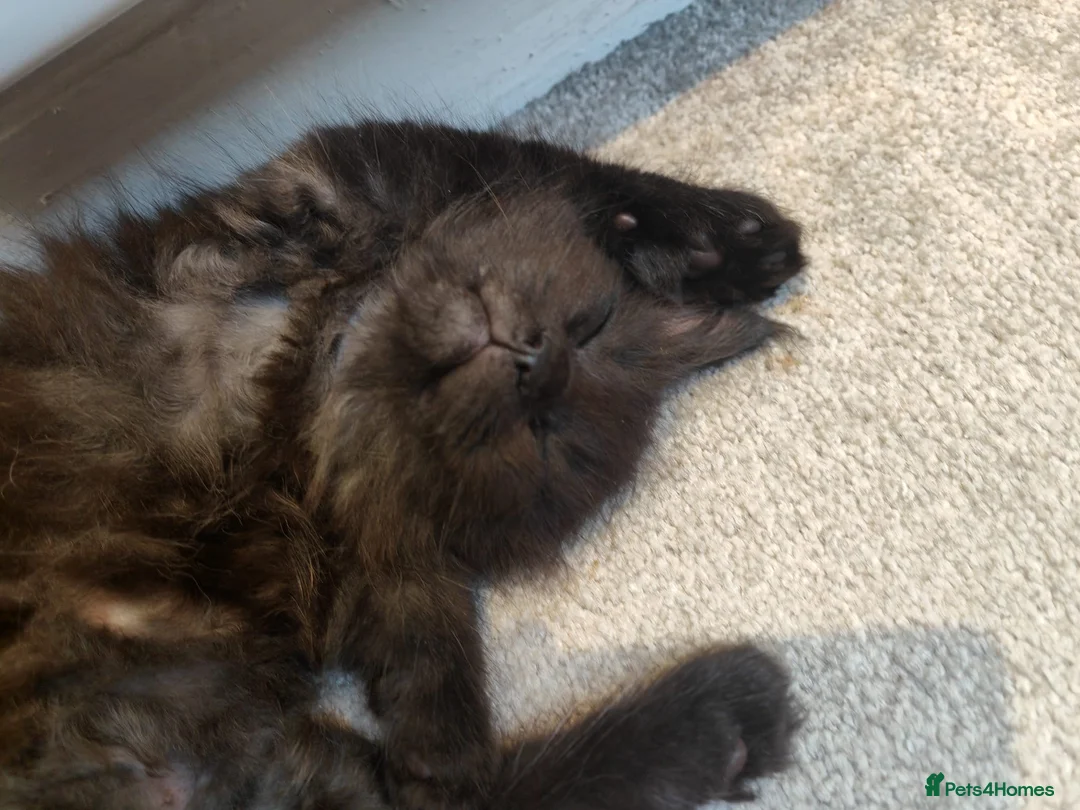 Maine Coon cats for sale: Main Coon 1 Male left PLEASE READ DESCRIPTION  - Advert 1