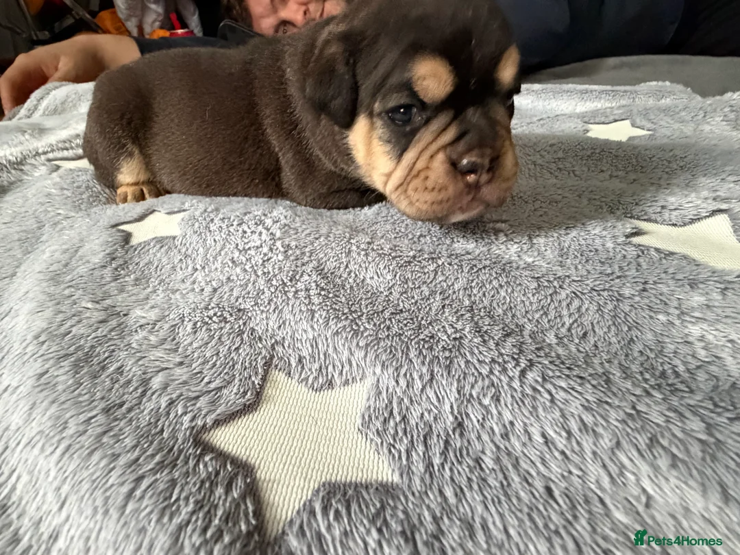 Old Tyme Bulldog dogs for sale: Old Tyme English Bulldog Puppies - Advert 15