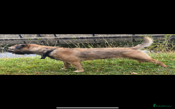 Border Terrier dogs for stud: Border terrier stud  in Rochdale - Image 10