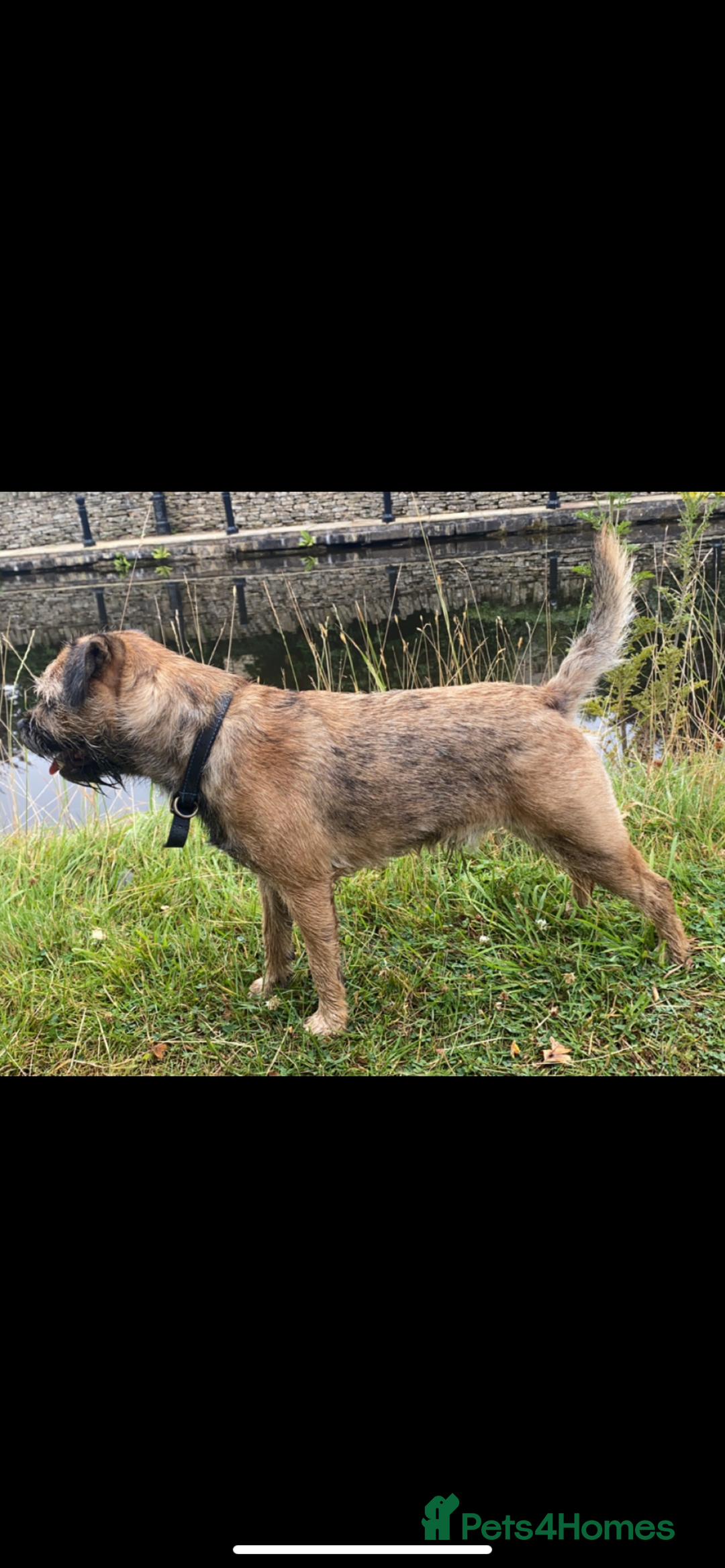 Border Terrier dogs for stud: Border terrier stud  in Rochdale - Image 10