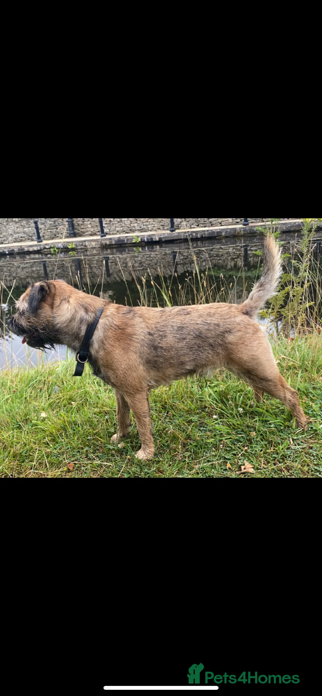 Border Terrier dogs for stud: Border terrier stud  in Rochdale - Advert 10