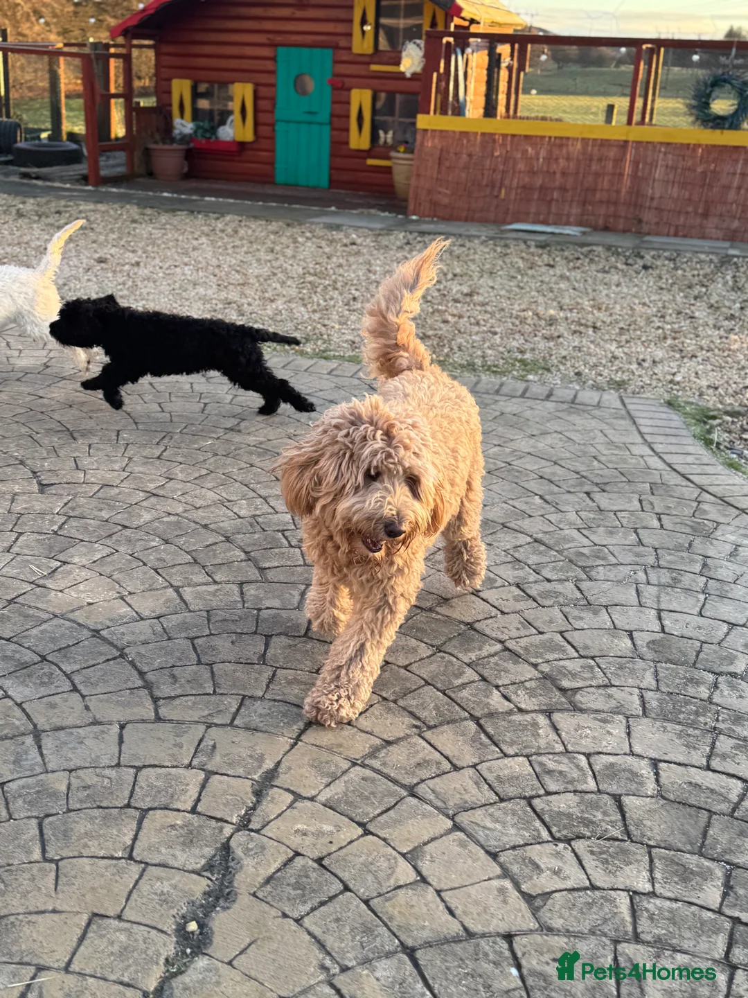 Goldendoodle dogs for sale: Golden doodle F1B stunning puppies  - Advert 13
