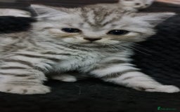 British Shorthair cats for sale: Beautiful BSH X SF || READY NOW ❗️❗️ - Image 4