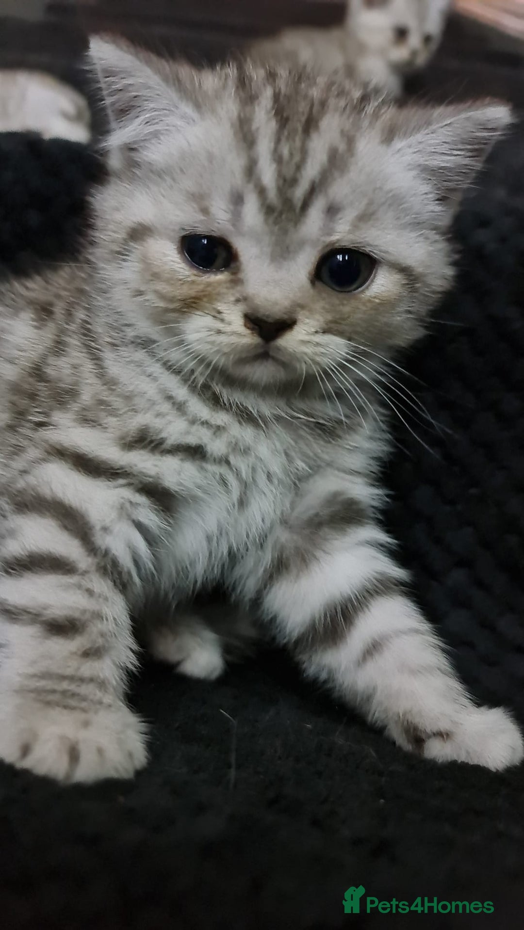 British Shorthair cats for sale: Beautiful BSH X SF || READY NOW ❗️❗️ - Image 4