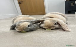 Mini Lop rabbits for sale: Brother & sister mini lops for rehoming  - Image 4