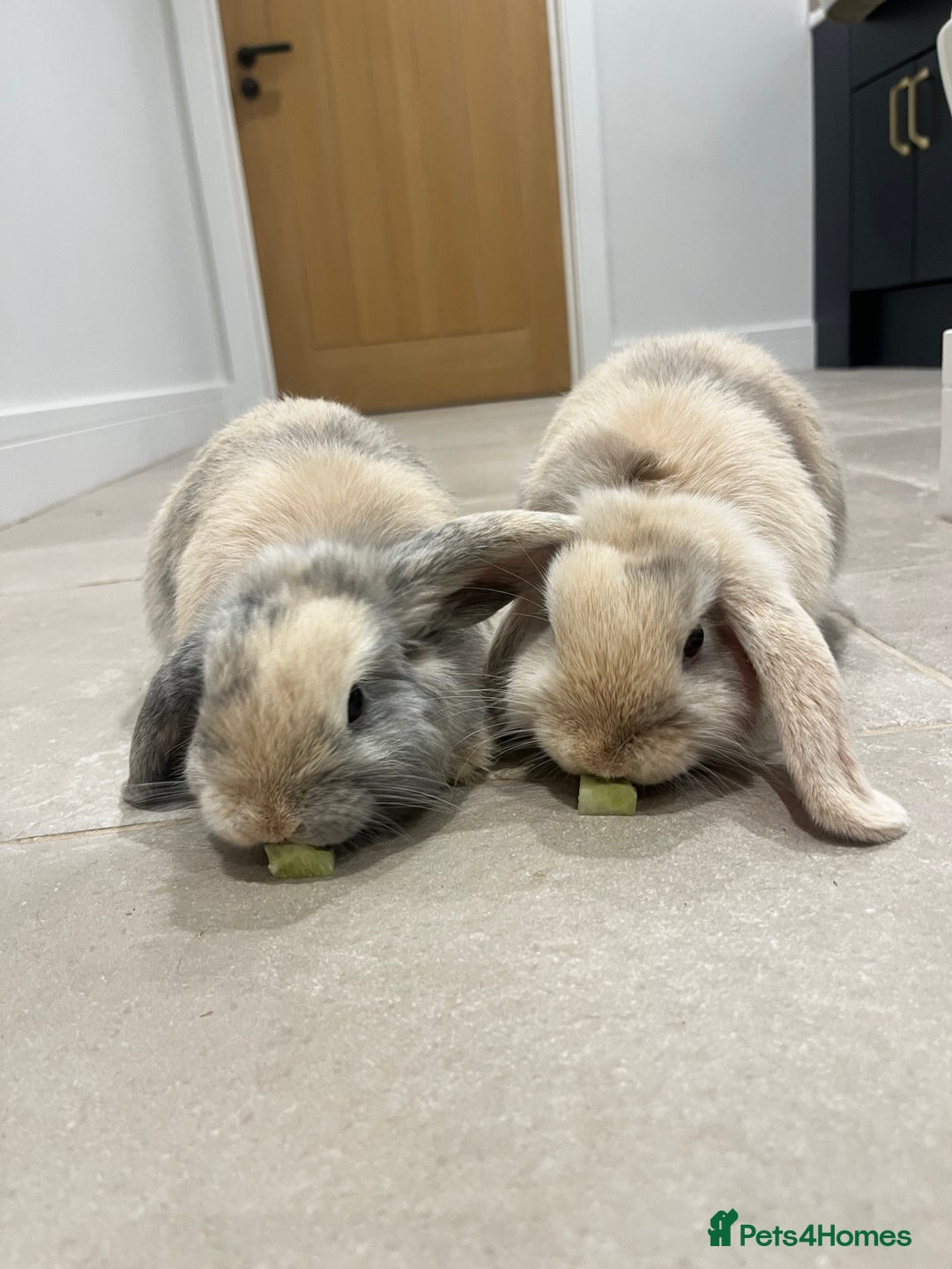 Mini Lop rabbits for sale: Brother & sister mini lops for rehoming  - Image 4