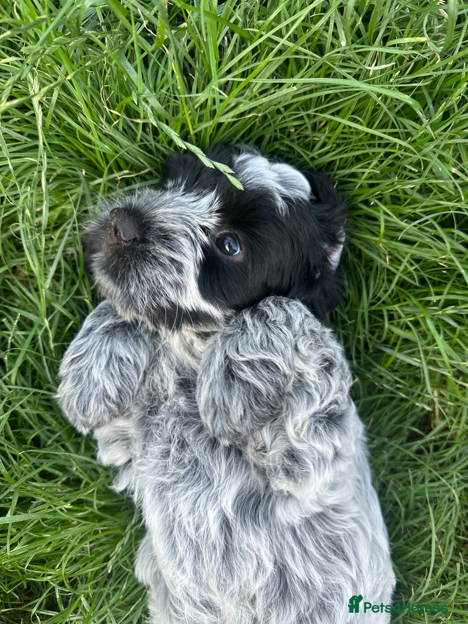 Mixed Breed dogs 1 boy left - cocker spaniel x Lhasapoo  - Advert 17