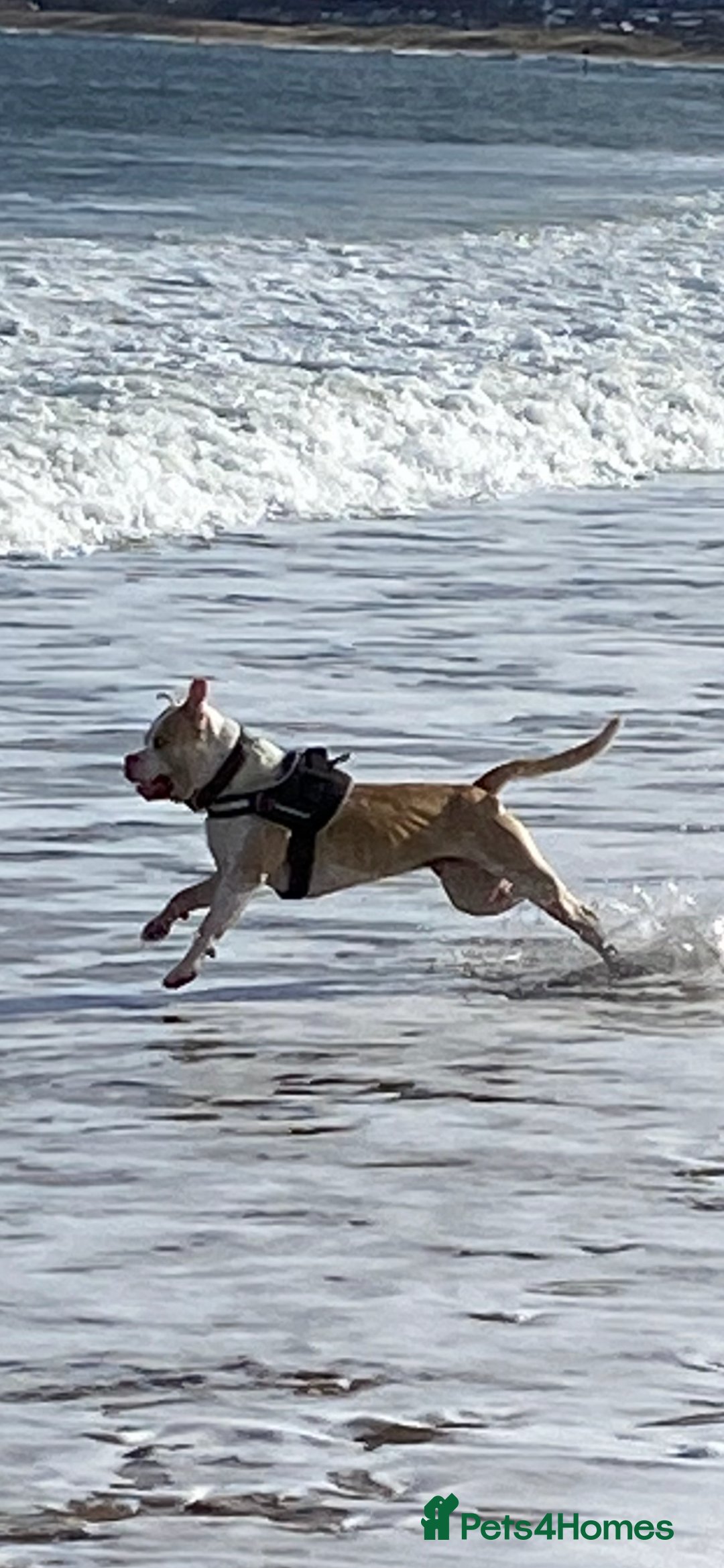 Alapaha Blue Blood Bulldog dogs for stud: Alapaha blue blood bulldog - Advert 22