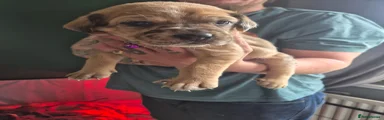 Cane Corso Puppy 12