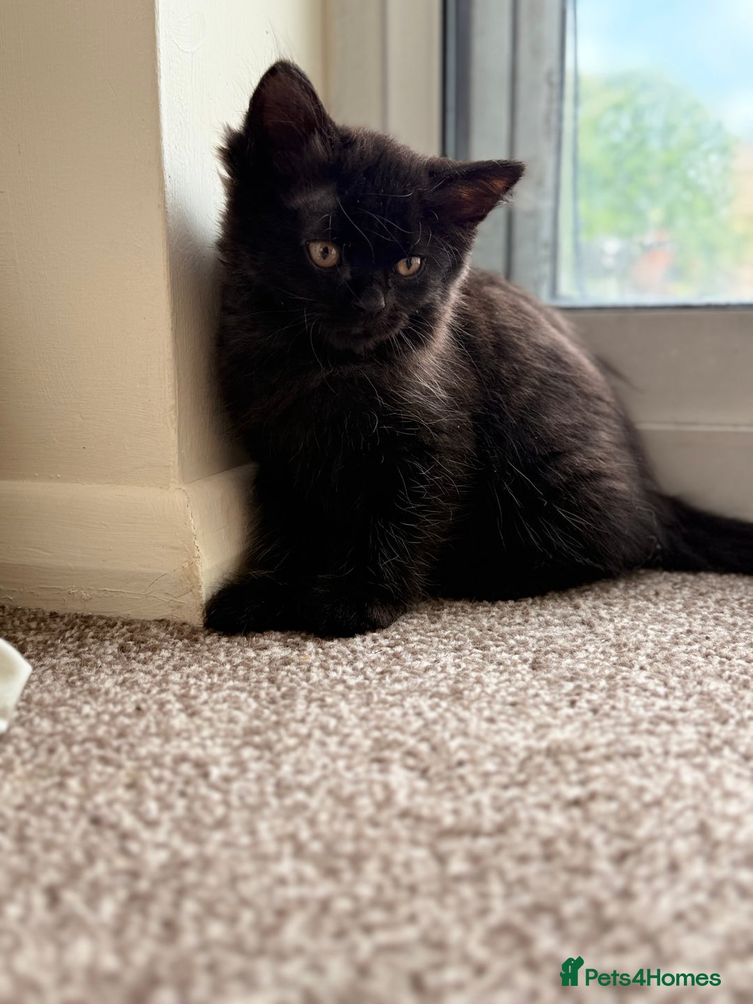 British Shorthair cats for sale: Beautiful kittens - Image 2