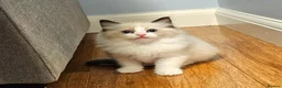 Ragdoll cats for sale: Stunning Ragdoll kittens 😸  - Advert 9