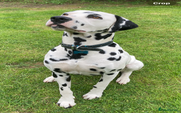 Dalmatian dogs for stud: *PROVEN* KC reg black spotted handsome William +/+ in Birmingham - Image 3