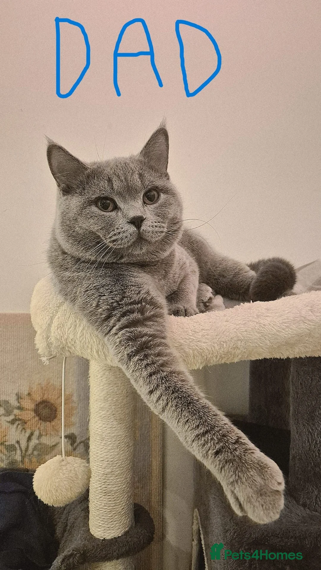 British Shorthair cats for sale: 8 Beautiful pure british shorthair /longhair - Advert 2