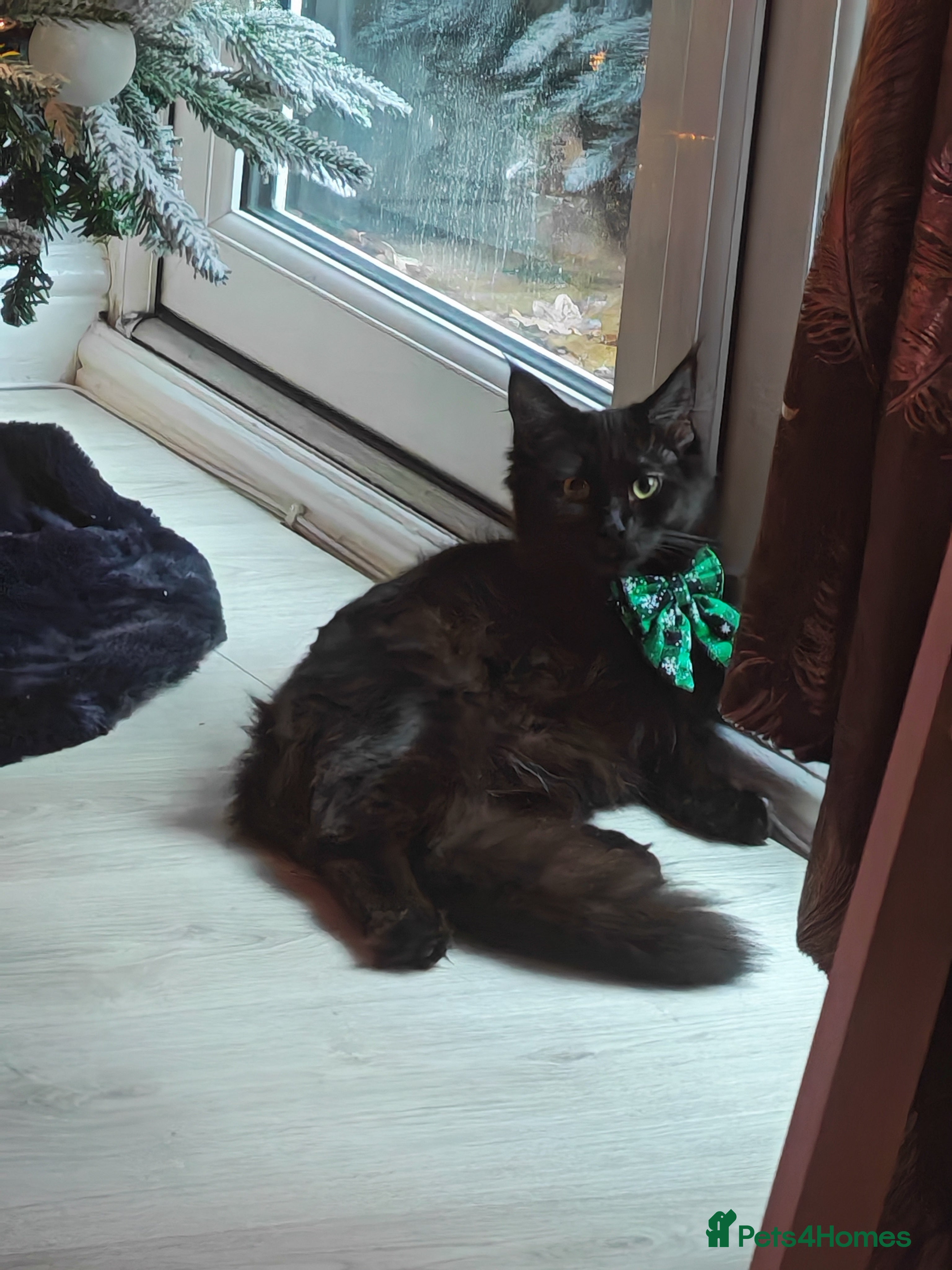 Mixed Breed cats Maincoon x female  - Advert 1