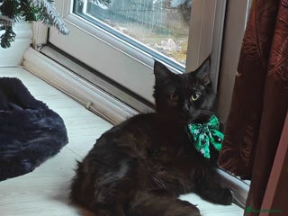 Mixed Breed cats Maincoon x female - Advert 1