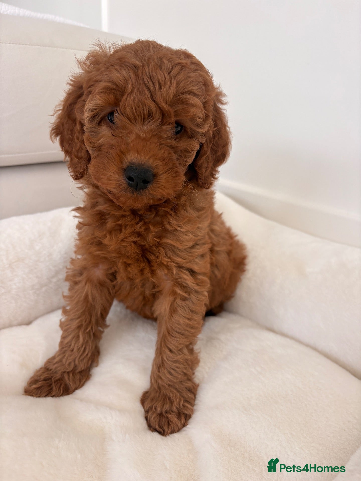 Labradoodle dogs LICENSED BREEDER F2b miniature labradoodles - Advert 2