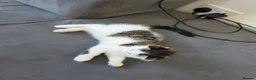 Mixed Breed cats for sale: 1 male kitten - Advert 9
