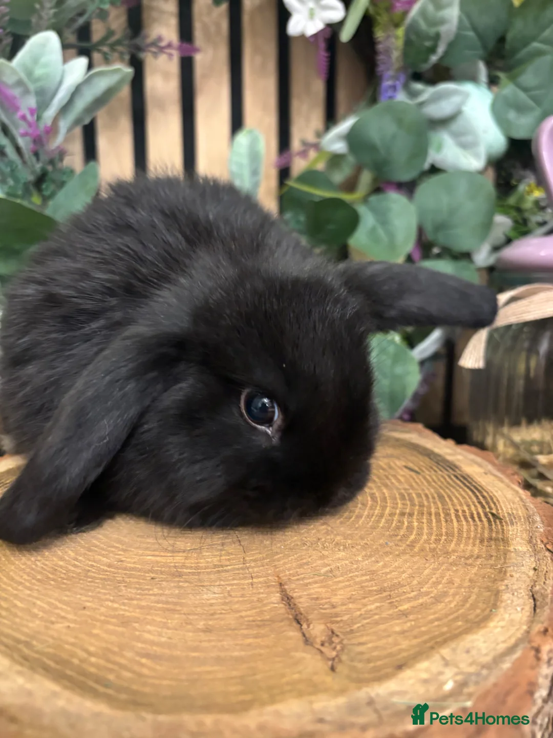 Mini Lop rabbits for sale: Mini lop rabbits raised indoors in home - Advert 17