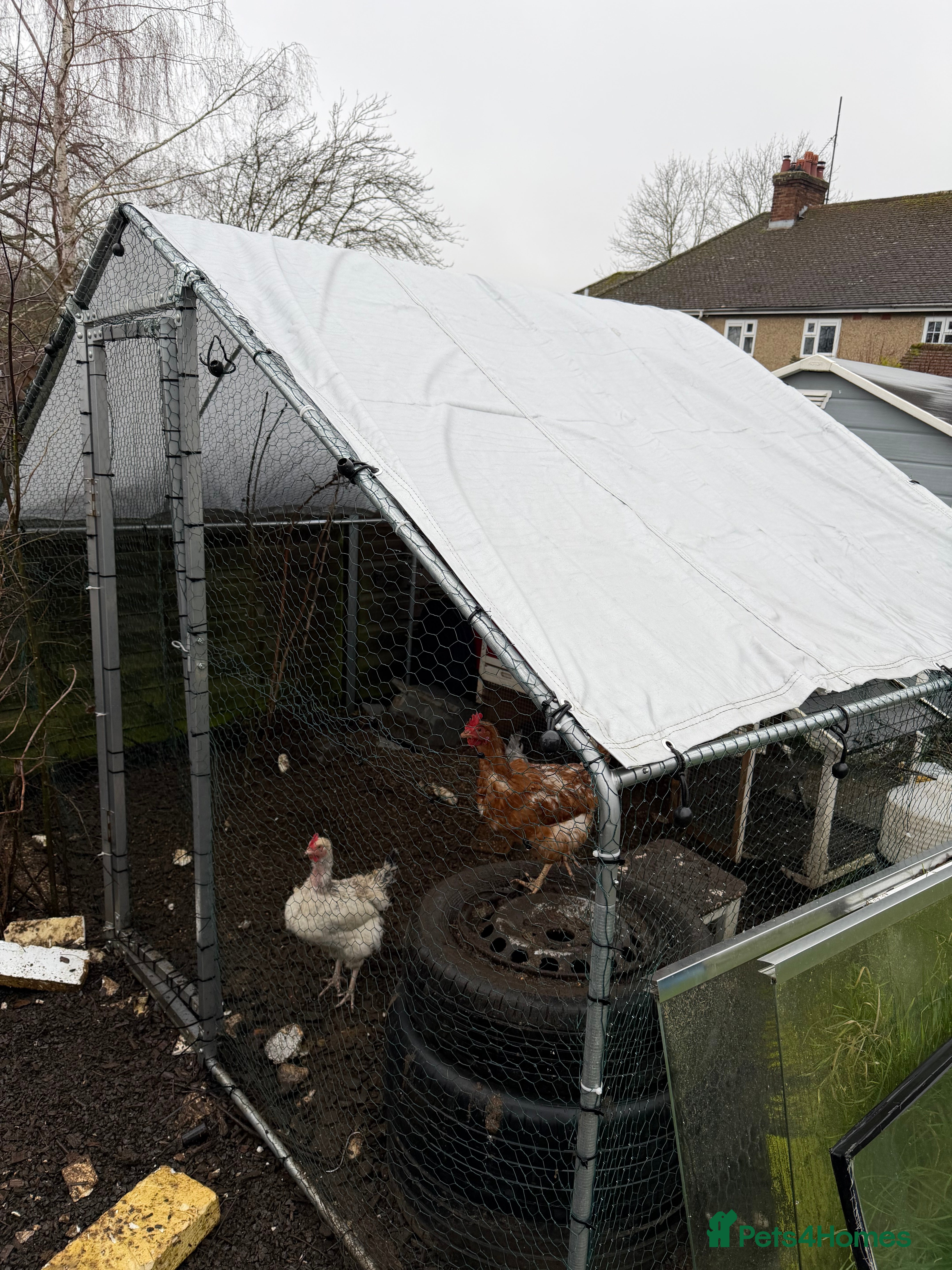 Chickens poultry 3 laying hens to rehome - Advert 1