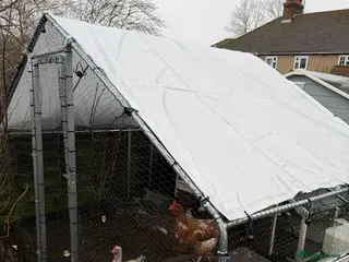 Chickens poultry 3 laying hens to rehome - Advert 1