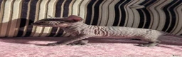 Sphynx cats for sale: Ready for reservation  - Advert 37