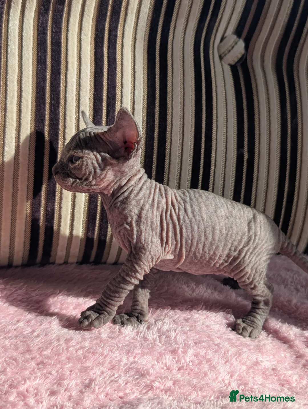 Sphynx cats for sale: Ready for reservation  - Advert 37