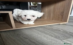 Bichon Frise dogs for sale: Bichon Frise Puppies- Ready to leave - Image 24