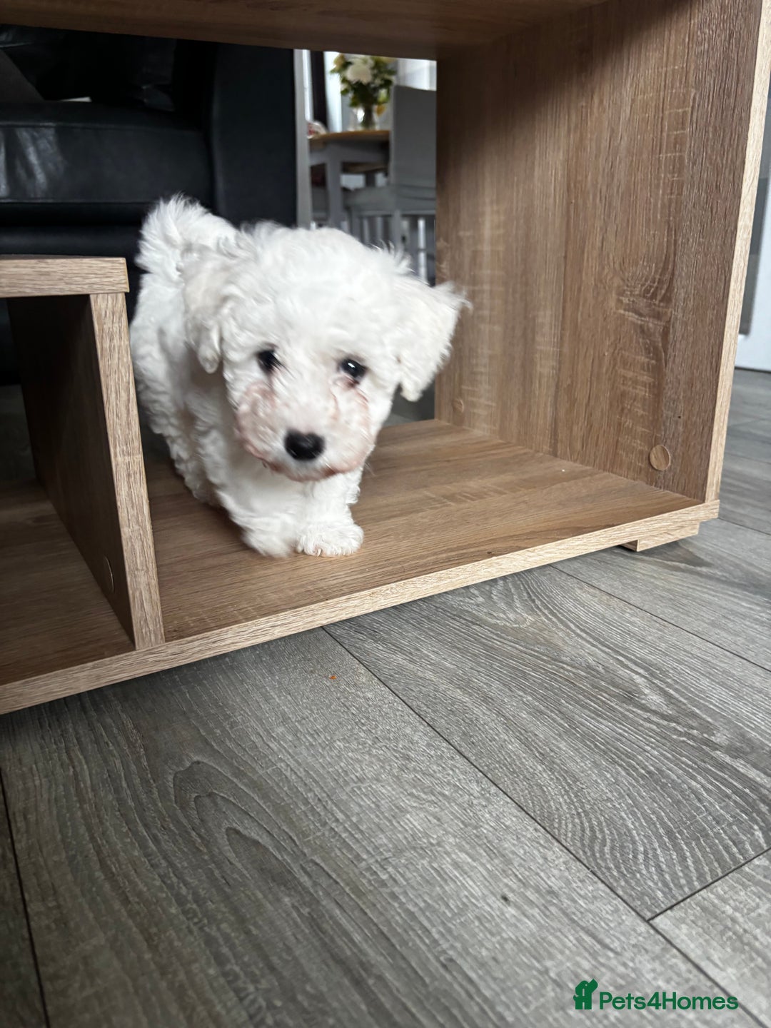 Bichon Frise dogs for sale: Bichon Frise Puppies- Ready to leave - Image 24