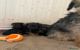 Border Terrier dogs for sale: Border terrier pups  - Image 11