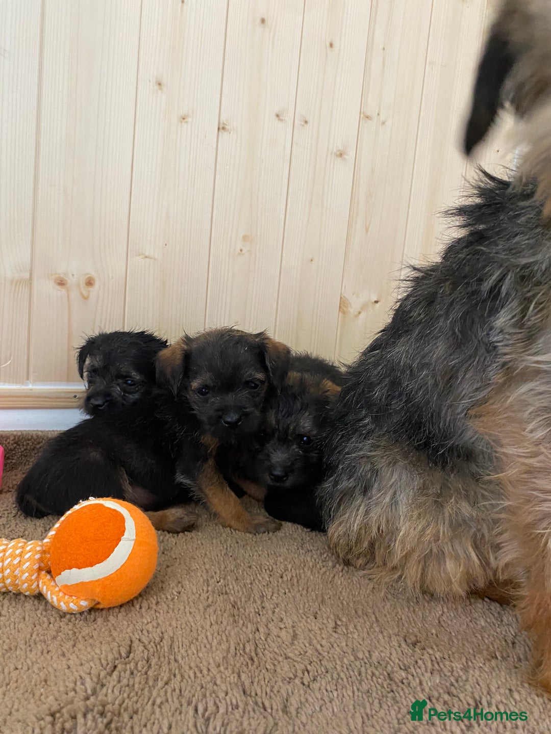 Border Terrier dogs for sale: Border terrier pups  - Image 11