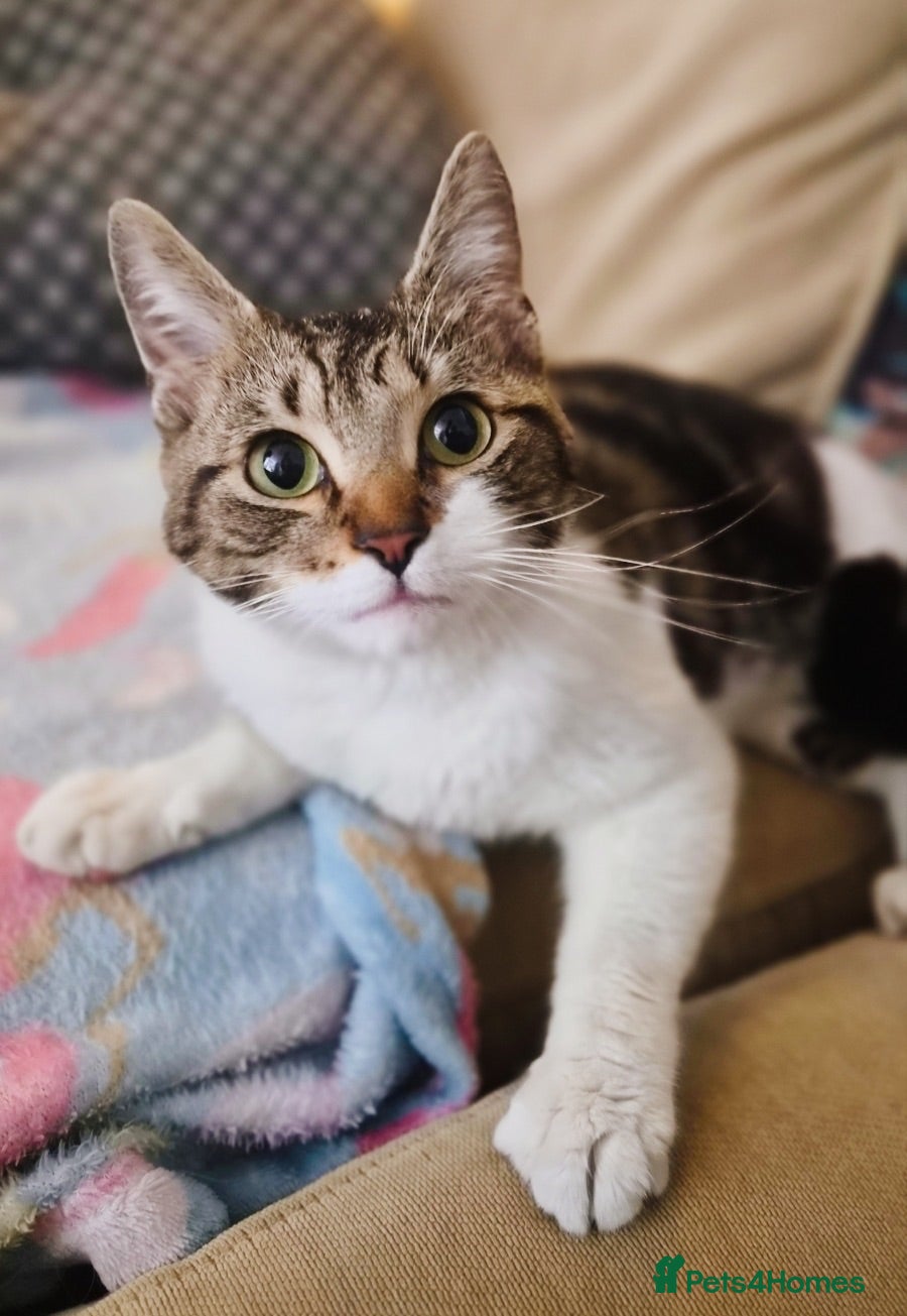 Mixed Breed cats Rescue affectionate cats - Advert 1