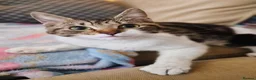 Mixed Breed cats for sale: Rescue affectionate cats - Advert 1
