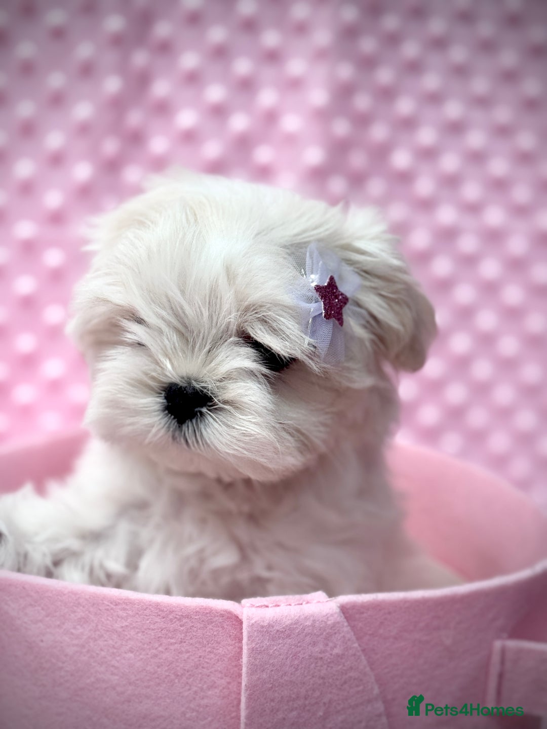 Maltese dogs for sale: 💎 KC Korean Maltese Girls 💎 DNA tested parents. in Leven - Image 16
