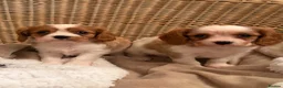 Cavalier King Charles Spaniel dogs for sale: DNA Clear KC Registered Cavalier Kcs Pups - Advert 6