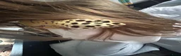 Leopard Gecko reptiles for sale: apollo the gecko + tank and items inside tank in Blackwood - Advert 4