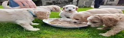 Cockapoo dogs for sale: 5 gorgeous F2 Cockapoo pups – to leave Wed 3 June in Ripon - Advert 11