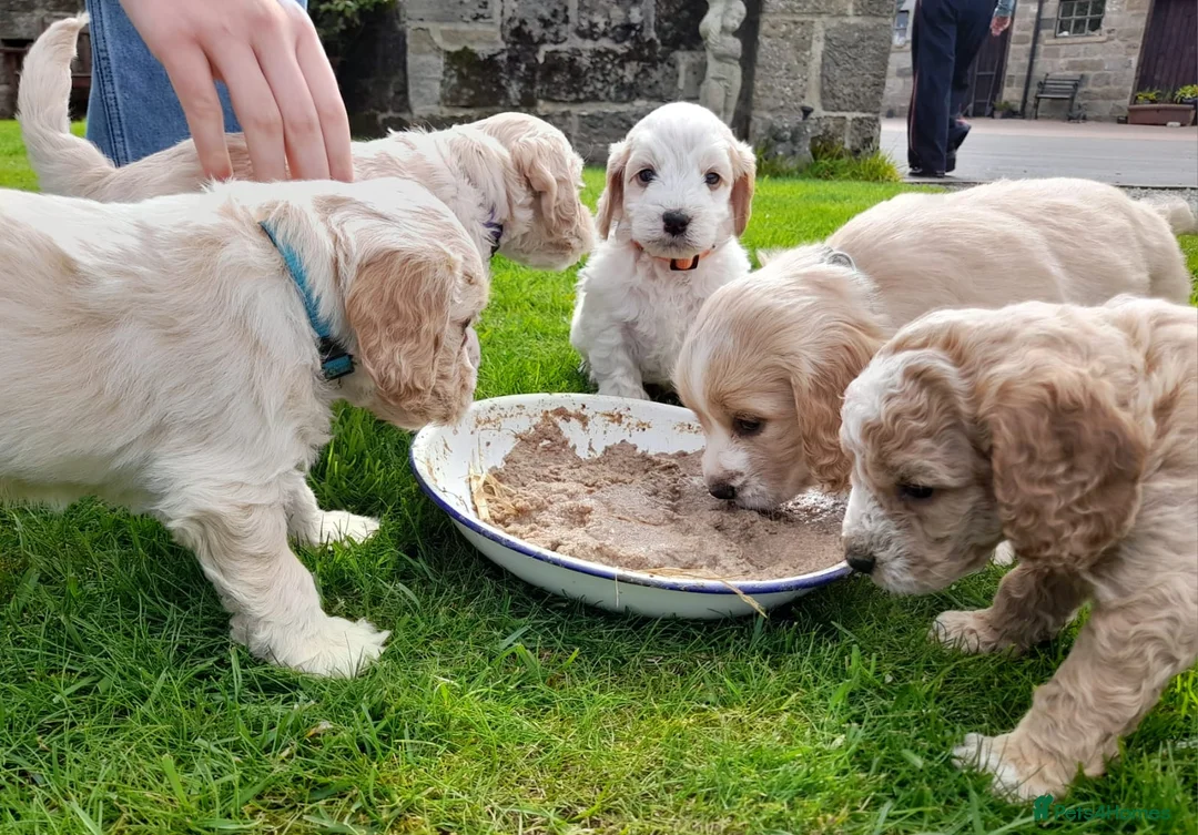 Cockapoo dogs for sale: 5 gorgeous F2 Cockapoo pups – to leave Wed 3 June in Ripon - Advert 11