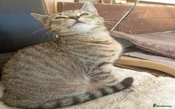 York Chocolate cats for sale: Very cute cats who needs to go to home! - Image 5