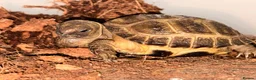 Tortoise reptiles for sale: STUNNING UK BRED HORSEFIELD BABIES - Advert 4