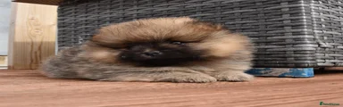 Pomeranian 3