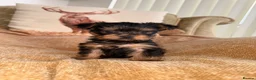 Yorkshire Terrier dogs for sale: ADORABLE YORKSHIRE TERRIER PUPPIES FOR SALE 💕🐾 - Advert 8