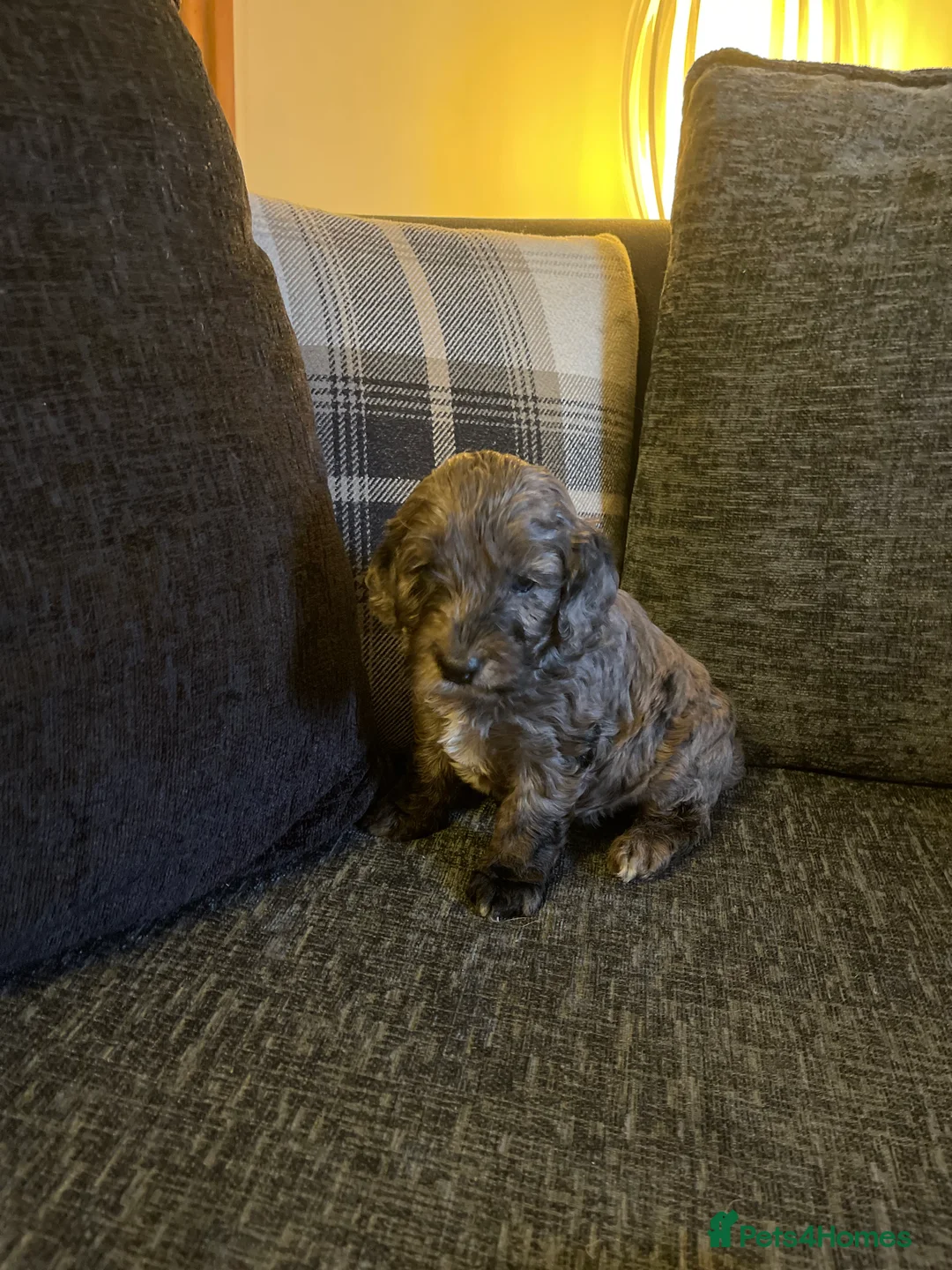 Cockapoo dogs for sale: f1 stunning toy cockerpoo  - Advert 25