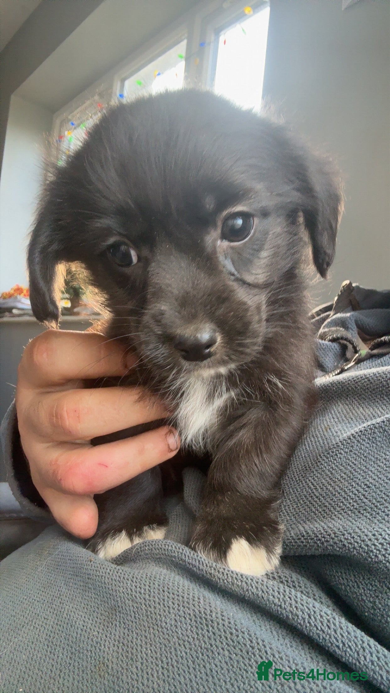 Mixed Breed dogs cavapoos in need for new home! - Advert 1