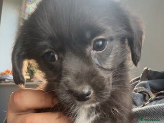 Mixed Breed dogs cavapoos in need for new home! - Advert 2