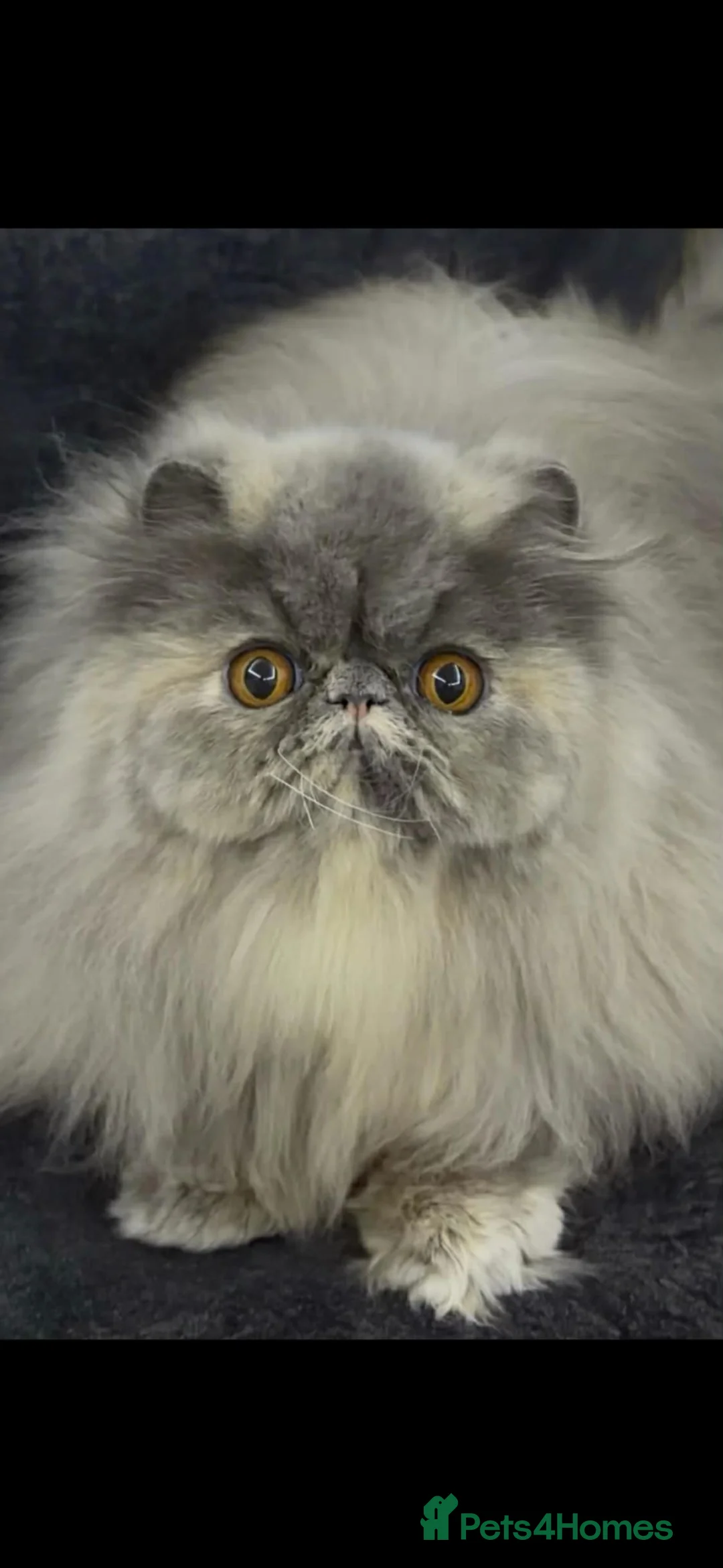 Persian cats for sale: Red and white persian kittens  - Advert 2